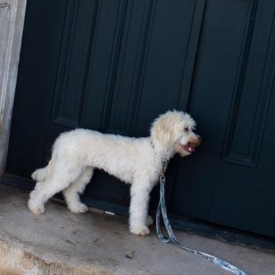 Show full view: Country Brook Petz HossFit Jr Wide Martingale Dog Collar, Mountain Viper, X-Large slide 4 of 9