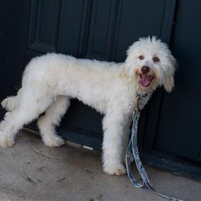 Show full view: Country Brook Petz HossFit Jr Wide Martingale Dog Collar, Mountain Viper, X-Large slide 3 of 9