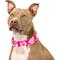 Show in main carousel: Country Brook Petz HossFit Jr Hawaiian Wide Martingale Dog Collar, Pink, Medium slide 3 of 10