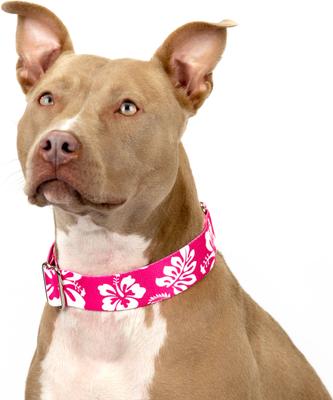Show full view: Country Brook Petz HossFit Jr Hawaiian Wide Martingale Dog Collar, Pink, Medium slide 3 of 10