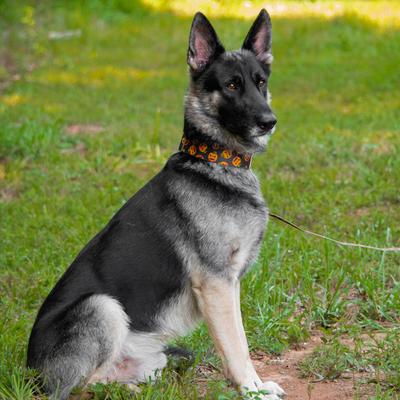 Show full view: Country Brook Petz HossFit Jr Happy Jack Wide Martingale Dog Collar, Medium slide 3 of 10