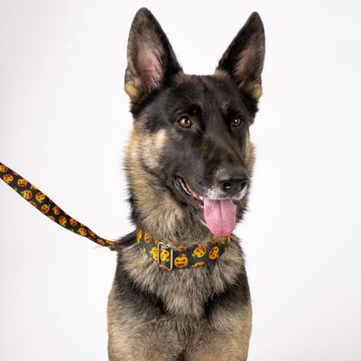 Show full view: Country Brook Petz HossFit Jr Happy Jack Wide Martingale Dog Collar, Medium slide 4 of 10