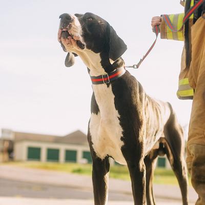 Show full view: Country Brook Petz HossFit Jr Thin Red Line Wide Martingale Dog Collar, X-Large slide 5 of 10