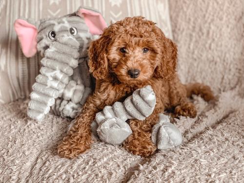 Show full view: Patchwork Pet Ellie the Elephant Dog Toy, 24-in slide 3 of 3