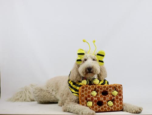 Show full view: Patchwork Pet Squeaky Bees in a Honeycomb Dog Toy, 14-in slide 2 of 2