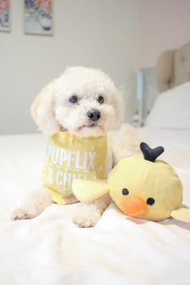 Show full view: Patchwork Pet Prickles Chicken with Egg Dog Toy, 5-in slide 5 of 5