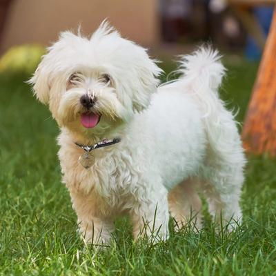 Show full view: Rebel Dawg "Golden Girl" Dog & Cat ID Tag, Gold, One Size slide 3 of 4