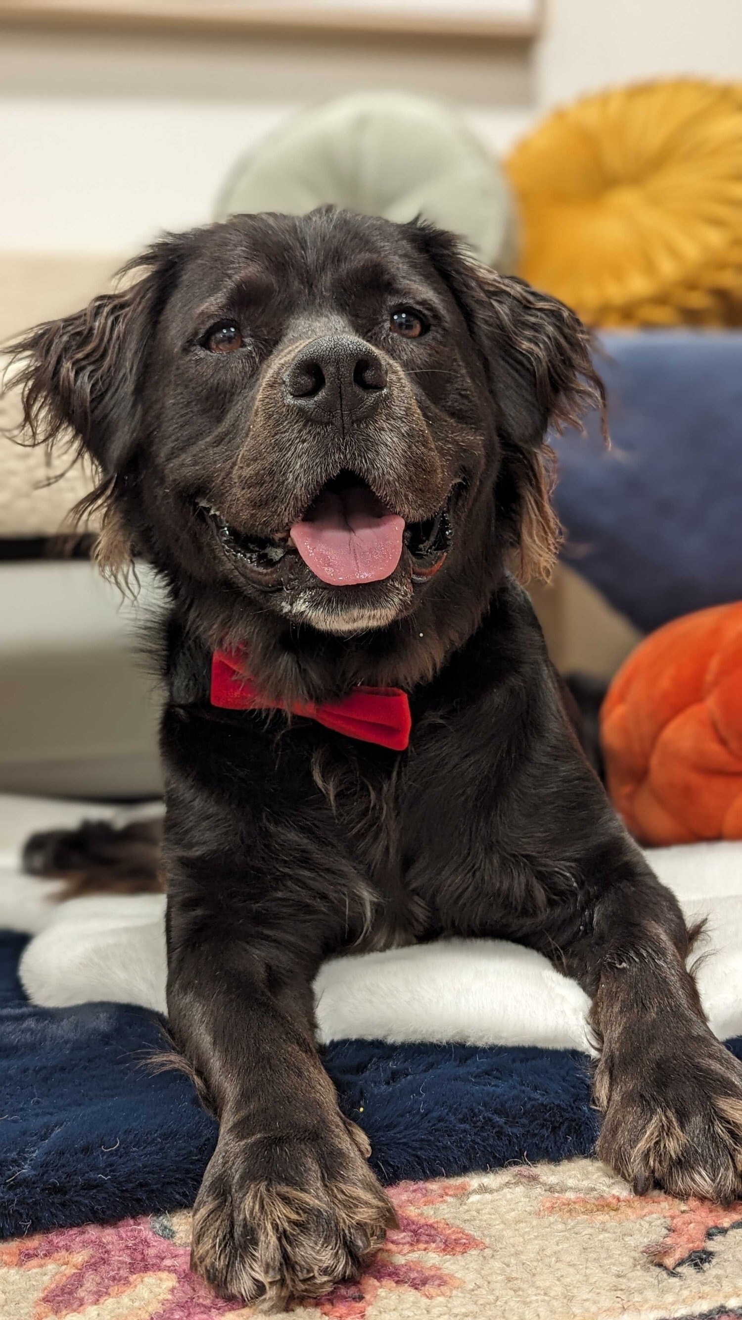 Black mixed-breed dog sitting in a workshop