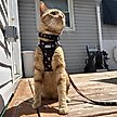 Show in main carousel: Sassy Woof STAR WARS The Dark Side Cat Leash, 6-ft long, 0.6-in wide slide 5 of 5