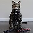 Show in main carousel: Sassy Woof STAR WARS The Dark Side Cat Leash, 6-ft long, 0.6-in wide slide 4 of 5