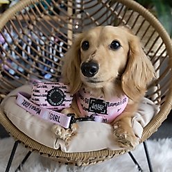 Sassy Woof Mama's Girl Dog Leash, 5-ft long, 4/5-in wide slide 2 of 5