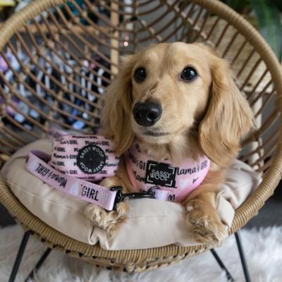 Show full view: Sassy Woof Mama's Girl Dog Leash, 5-ft long, 4/5-in wide slide 5 of 5