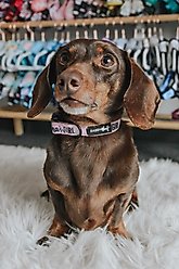 Sassy Woof Mama's Girl Dog Collar, Small: 13-in neck, 1/2-in wide slide 2 of 6