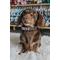 Show in main carousel: Sassy Woof Mama's Girl Dog Collar, X-Small: 9.5-in neck, 1/3-in wide slide 7 of 7