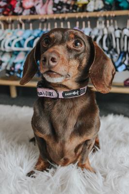 Show full view: Sassy Woof Mama's Girl Dog Collar, X-Small: 9.5-in neck, 1/3-in wide slide 7 of 7