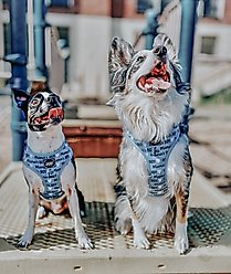 Sassy Woof Mama's Boy Adjustable Dog Harness, Medium: 18 to 25-in chest slide 2 of 5