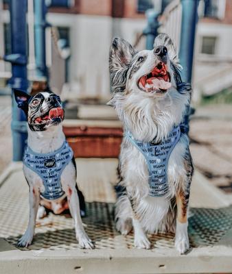 Show full view: Sassy Woof Mama's Boy Adjustable Dog Harness, XX-Small: 10 to 14-in chest slide 5 of 6