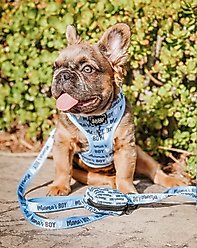 Sassy Woof Mama's Boy Dog Leash, 5-ft long, 4/5-in wide slide 2 of 5