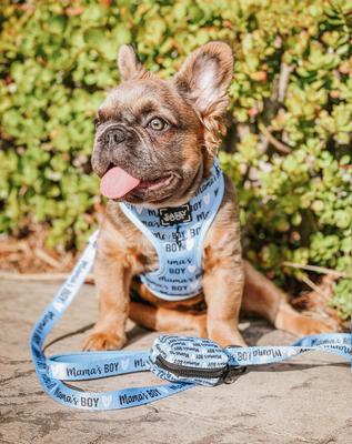 Show full view: Sassy Woof Mama's Boy Dog Leash, 5-ft long, 4/5-in wide slide 5 of 5