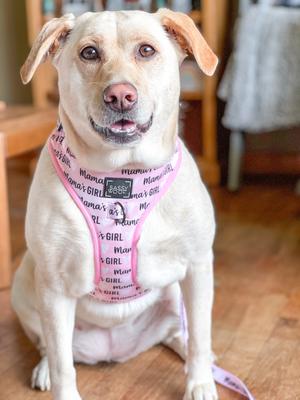Show full view: Sassy Woof Mama's Girl Adjustable Dog Harness, Medium: 18 to 25-in chest slide 6 of 7
