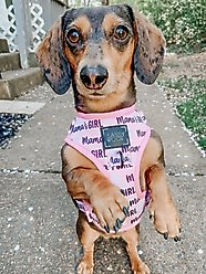 Sassy Woof Mama's Girl Adjustable Dog Harness, Small: 16 to 21-in chest slide 2 of 6