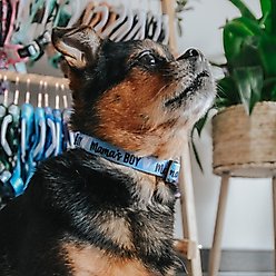 Sassy Woof Mama's Boy Dog Collar, Small: 13-in neck, 1/2-in wide slide 2 of 7