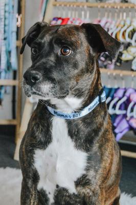 Show full view: Sassy Woof Mama's Boy Dog Collar, X-Small: 9.5-in neck, 1/3-in wide slide 7 of 7