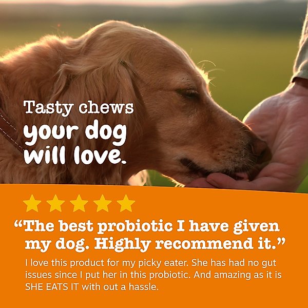 Show full view: Zesty Paws Probiotic Bites Pumpkin Flavored Soft Chews Gut Flora & Digestive Supplement for Dogs, 10 count slide 5 of 10