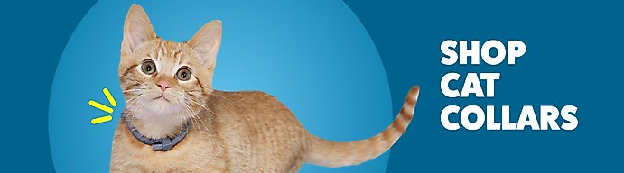 Shop cat collars