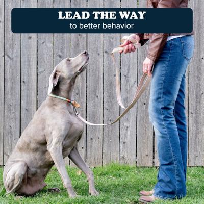 Show full view: Puppington Reflective Padded Dog & Cat Leash, Vanilla Cream, 6-ft long, 1-in wide slide 7 of 8