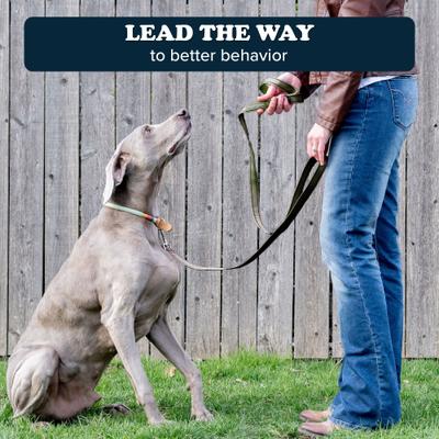 Show full view: Puppington Reflective Padded Dog & Cat Leash, Basil Green, 6-ft long, 1-in wide slide 7 of 8