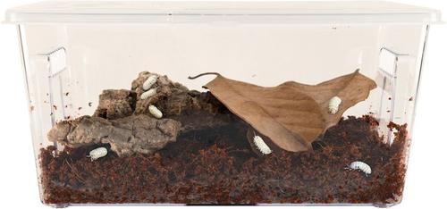 Show full view: Zoo Med Creatures Roly Poly Kit Isopod Habitat Reptile Starter Kit slide 3 of 3