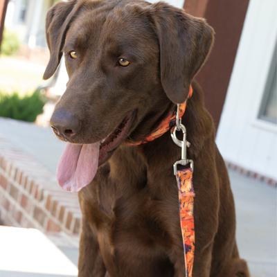 Show full view: Country Brook Petz HossFit Jr Wide Martingale Dog Collar, Orange Sunset, Large slide 3 of 9