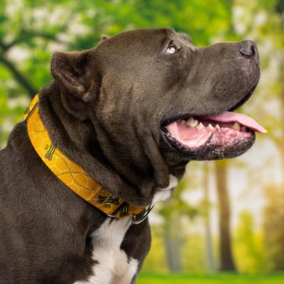 Show full view: Country Brook Petz HossFit Jr Busy Bee Wide Martingale Dog Collar, Medium slide 3 of 9