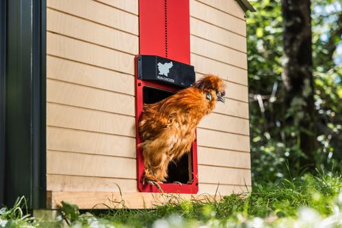 Show full view: Run Chicken Classic Automatic Chicken Coop Door, Red slide 2 of 9