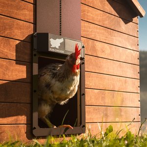 Run Chicken Eternal Solar Powered Automatic Chicken Coop Door, Brown