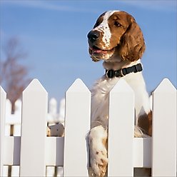 PetSafe Keep Safe Nylon Breakaway Dog Collar, Royal Blue, Small: 10 to 14-in neck, 3/4-in wide slide 2 of 4