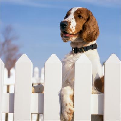 Show full view: PetSafe Keep Safe Nylon Breakaway Dog Collar, Black, Medium: 14 to 20-in neck, 1-in wide slide 3 of 6