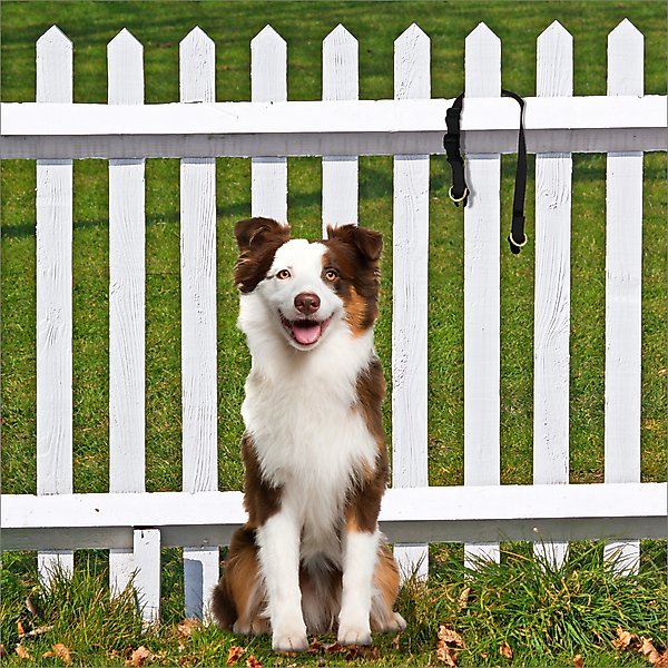PetSafe Keep Safe Nylon Breakaway Dog Collar