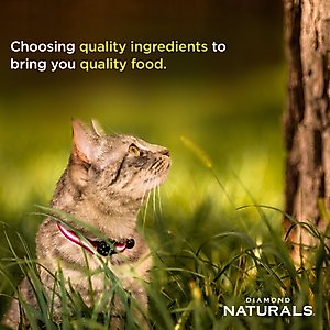 Diamond Naturals Indoor Formula Dry Cat Food, 18-lb bag