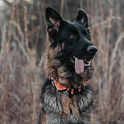 Outback Hound Aztec Dog Collar, Medium: 17 to 20-in neck, 1.5-in wide slide 2 of 3