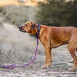 Outback Hound Camo Dog Collar, X-Large: 23 to 26-in neck, 1.5-in wide slide 2 of 3