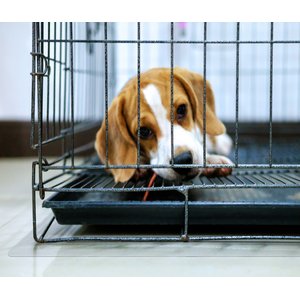 Floortex P-Tex Polycarbonate Floor Protector Dog Crate Mat, Clear, 35 x 47-in
