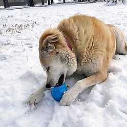 SodaPup Honey Pot PUP-X Treat Dispenser Dog Toy, Blue, Large slide 2 of 6