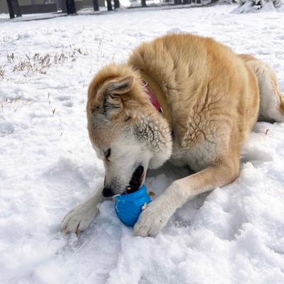 Show full view: SodaPup Honey Pot PUP-X Treat Dispenser Dog Toy, Blue, X-Large slide 5 of 8