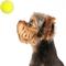 Show in main carousel: allforpaws Interactives Maxi Ball Launcher Super Bounce Tennis Ball Dog Toy, Green, 6 count slide 2 of 9