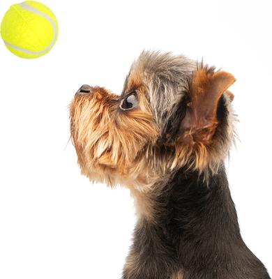 Show full view: allforpaws Interactives Maxi Ball Launcher Super Bounce Tennis Ball Dog Toy, Green, 6 count slide 2 of 9