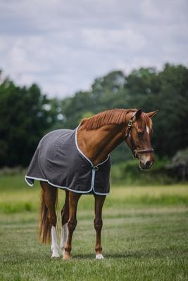 Show full view: Centaur Wool Dress Horse Cooler, Charcoal/Lt Blue/Silver, Horse slide 2 of 4