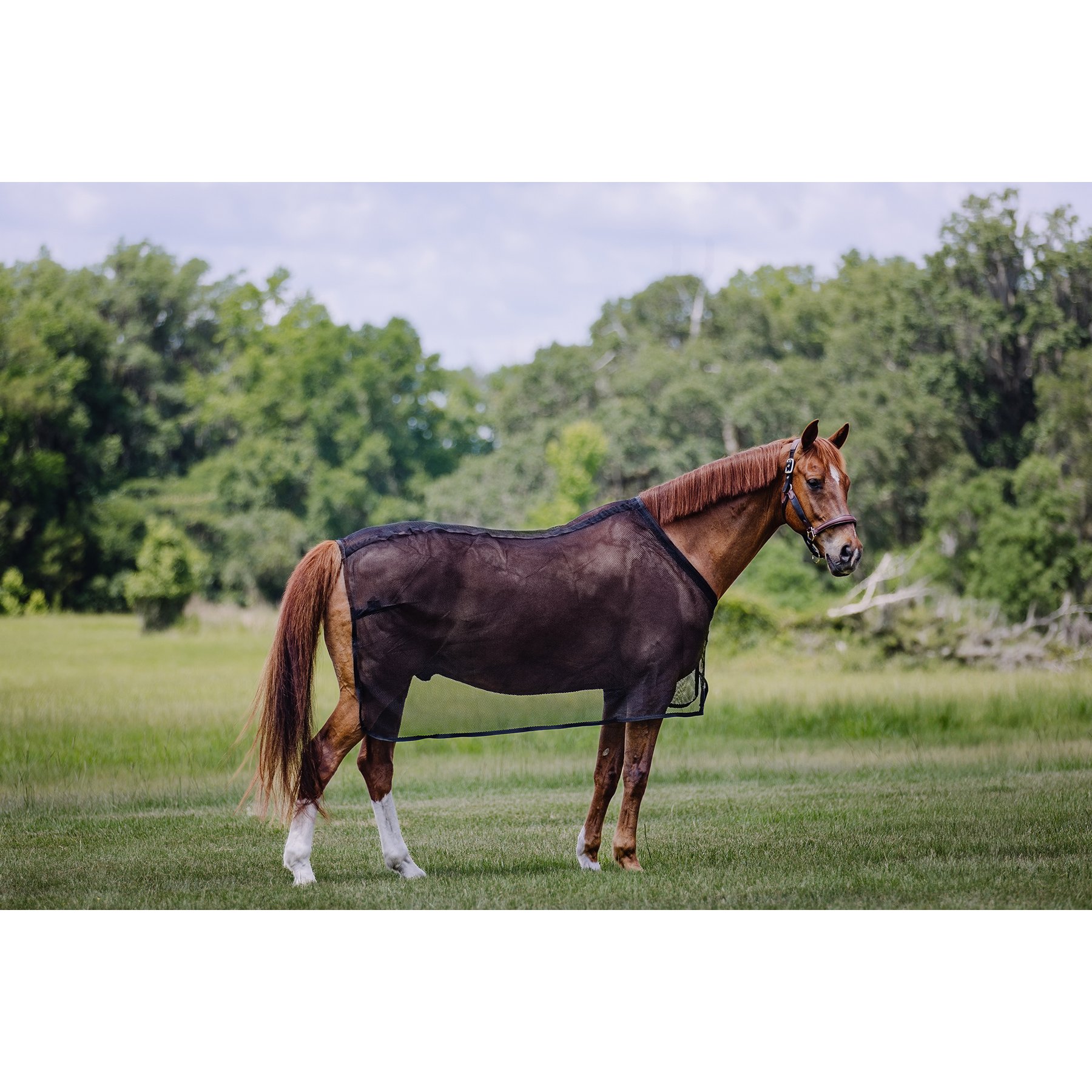 Centaur Scrim Dress Horse Sheet, Black, Horse
