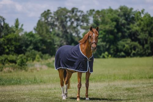 Show full view: Centaur Wool Dress Horse Cooler, Navy/Lt Blue/Silver, Cob slide 2 of 5